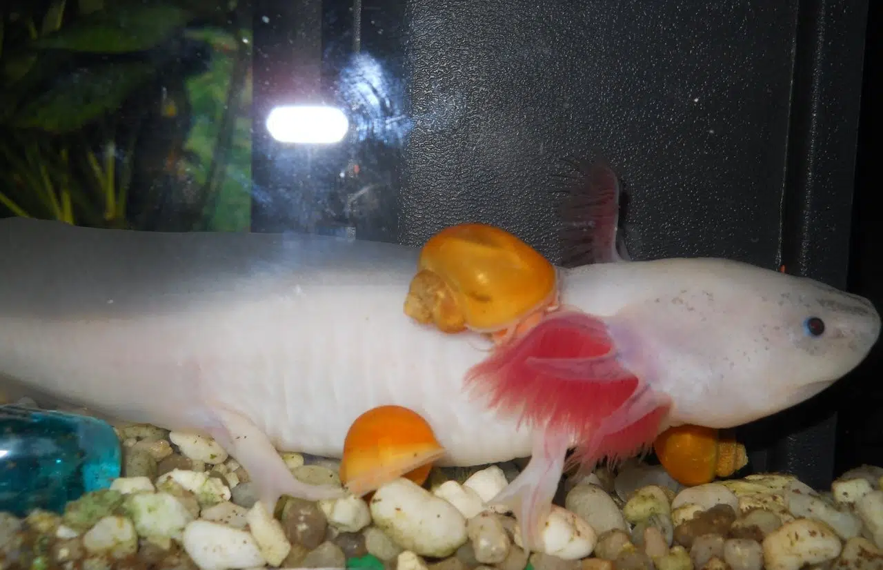 aquarium d’axolotl