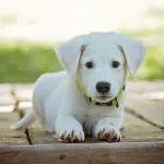 GPS Chien