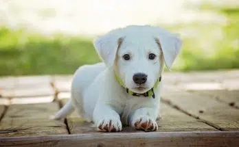 GPS Chien