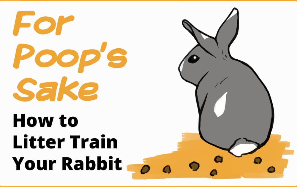 Comment faire pour que mon lapin arrête de pisser partout