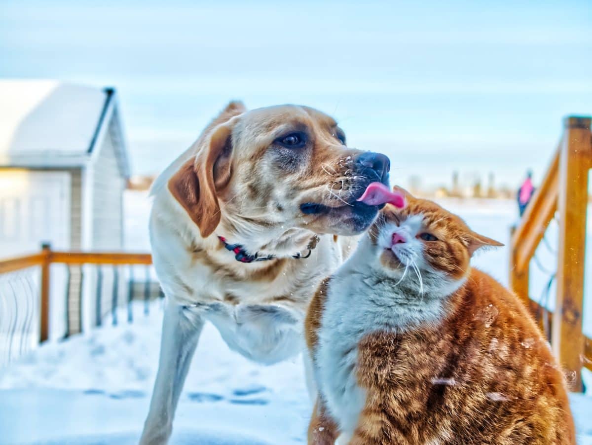 brown and white short coated dog running on snow covered ground during daytime