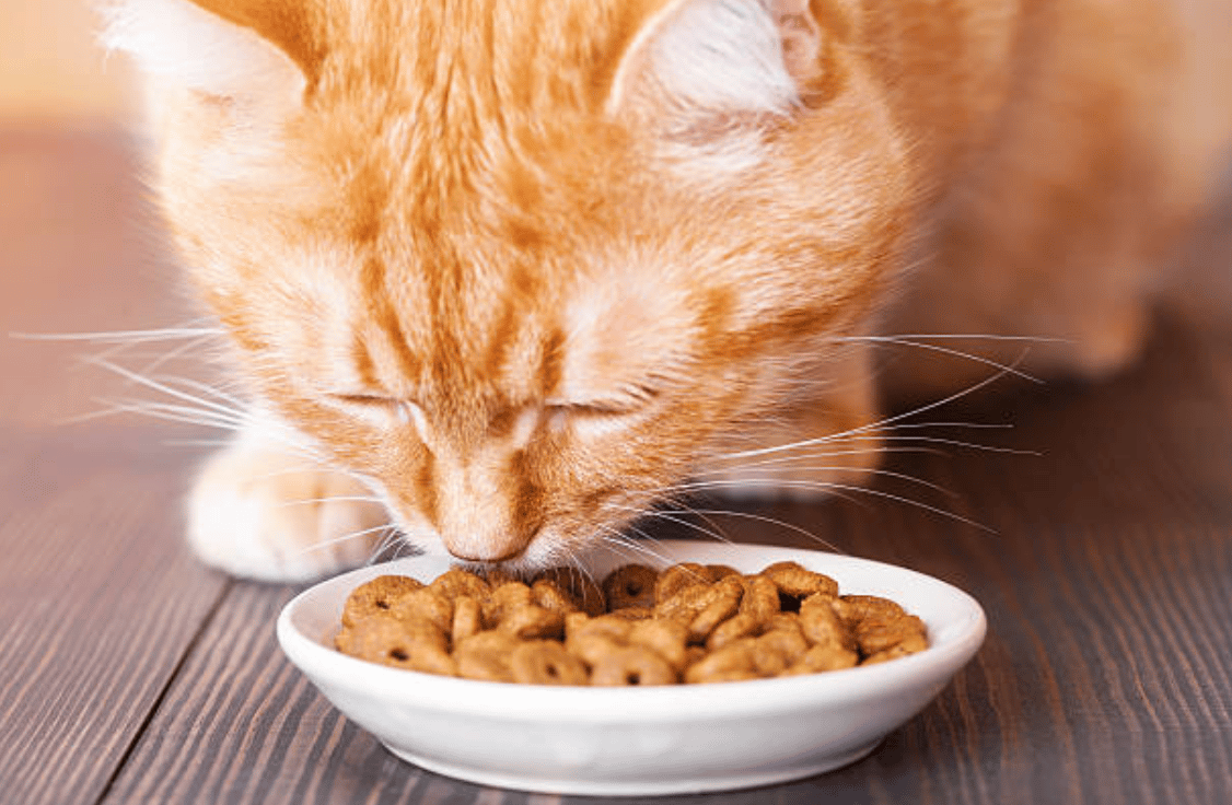 5 objets indispensables à votre chat