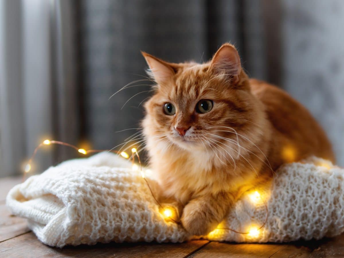 Un chat roux sur un plaid