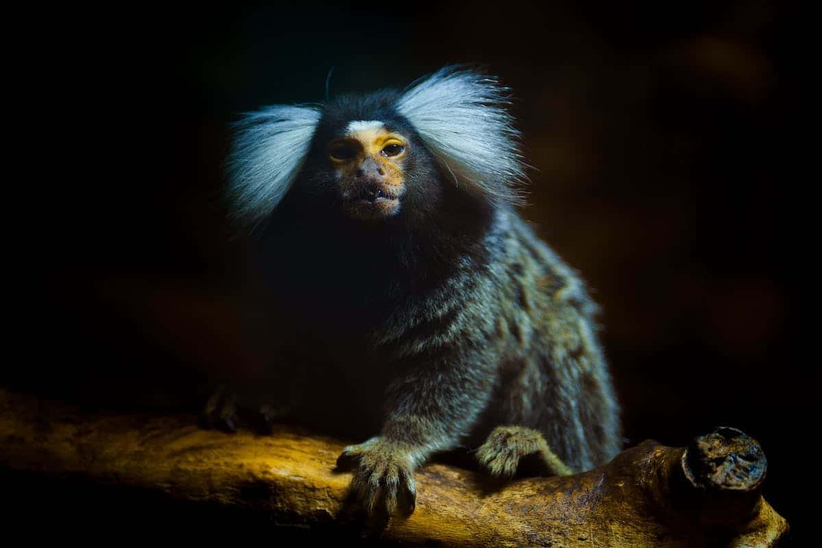 animaux menacés