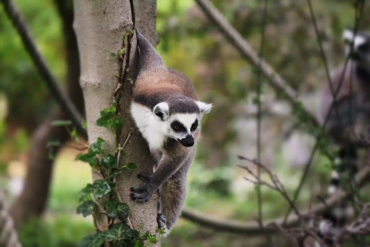 faune climatique