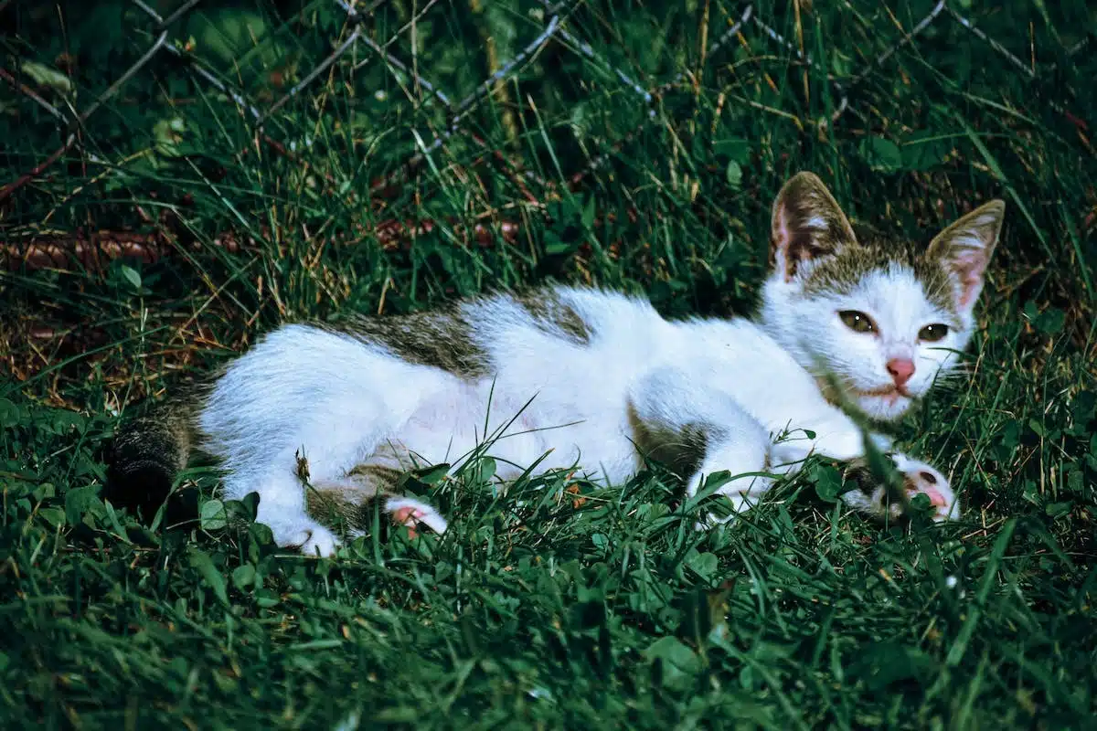 chat  été