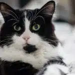 un chat noir et blanc