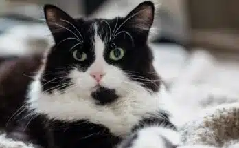 un chat noir et blanc