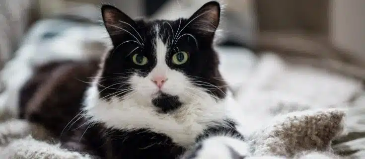 un chat noir et blanc