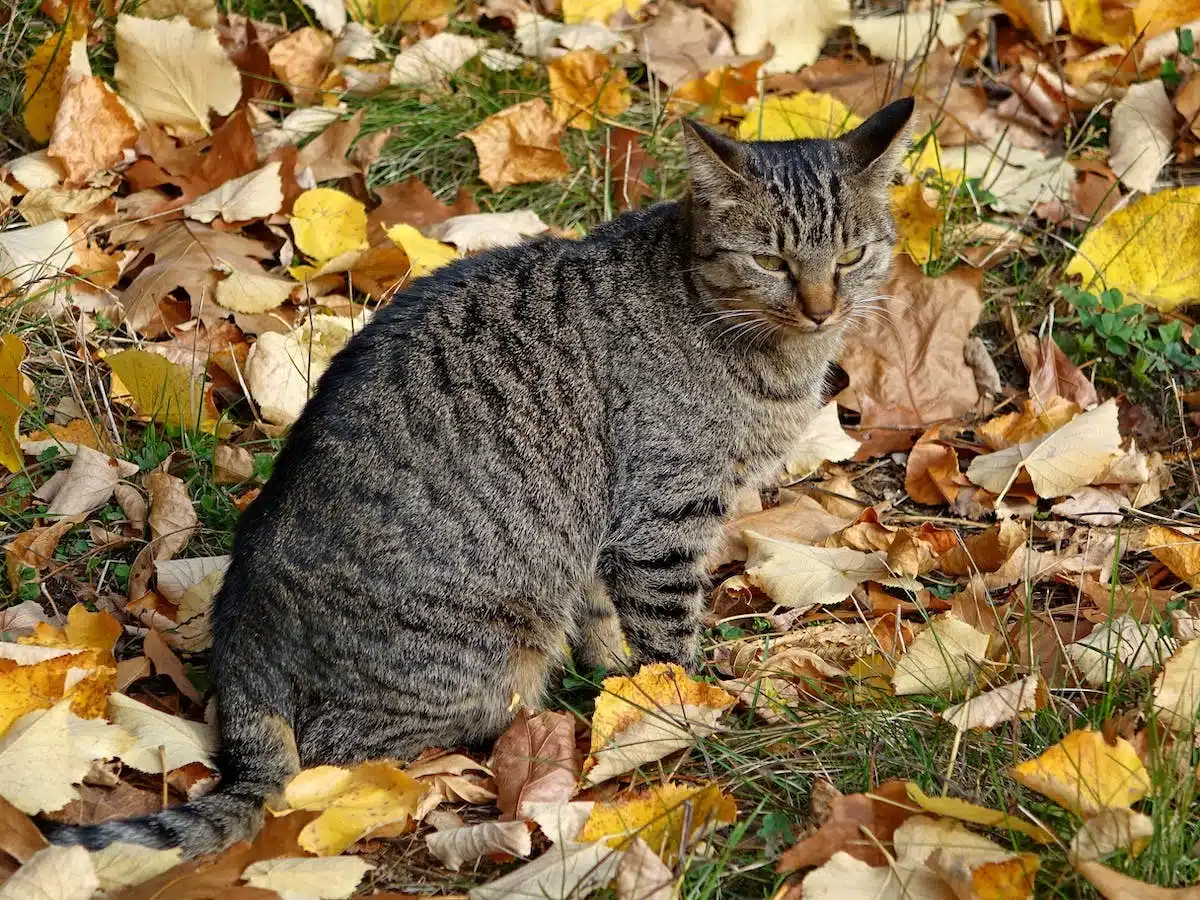 litière chat