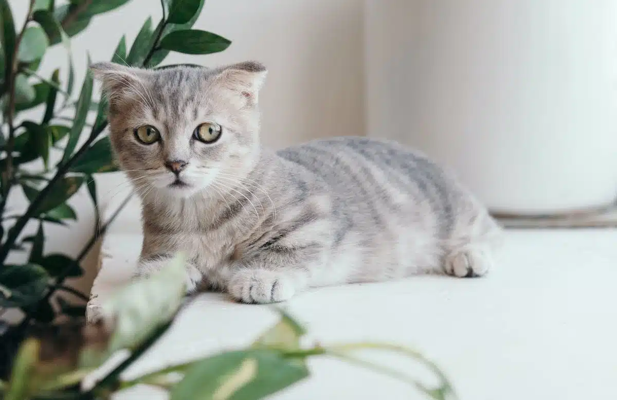 chat stérilisation