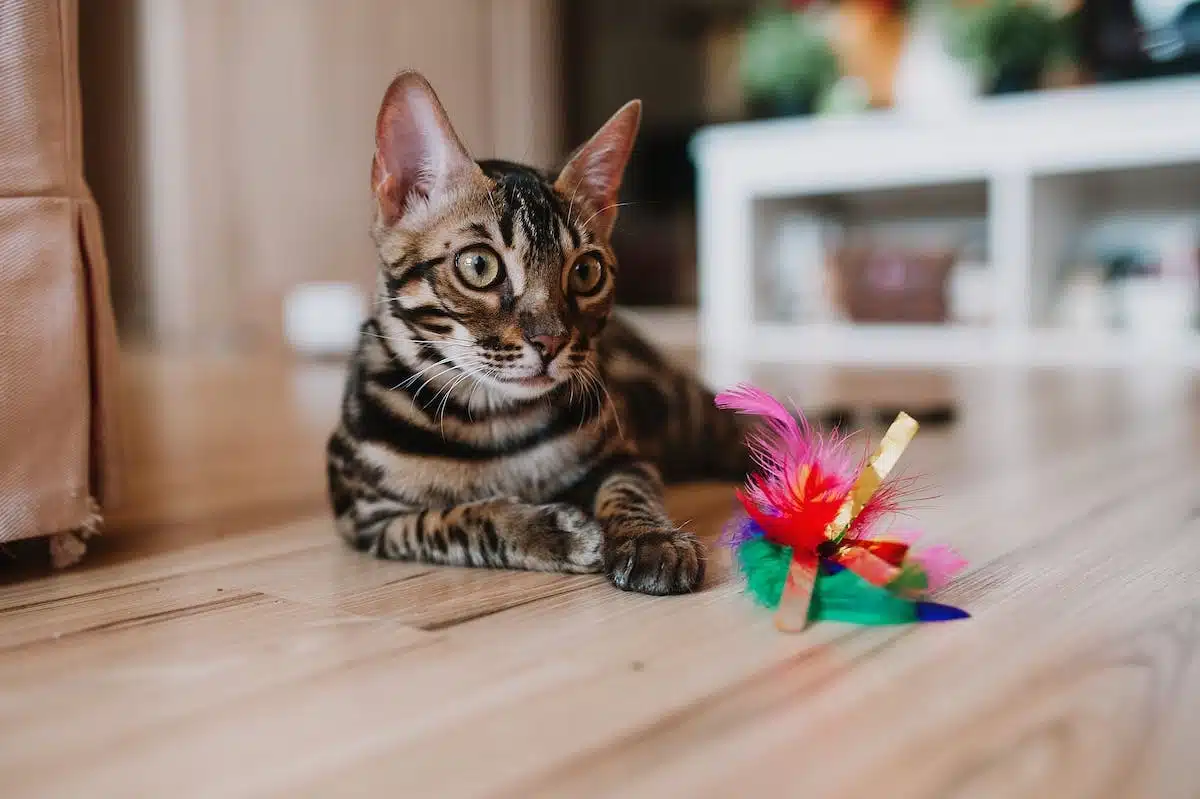 chat jouets