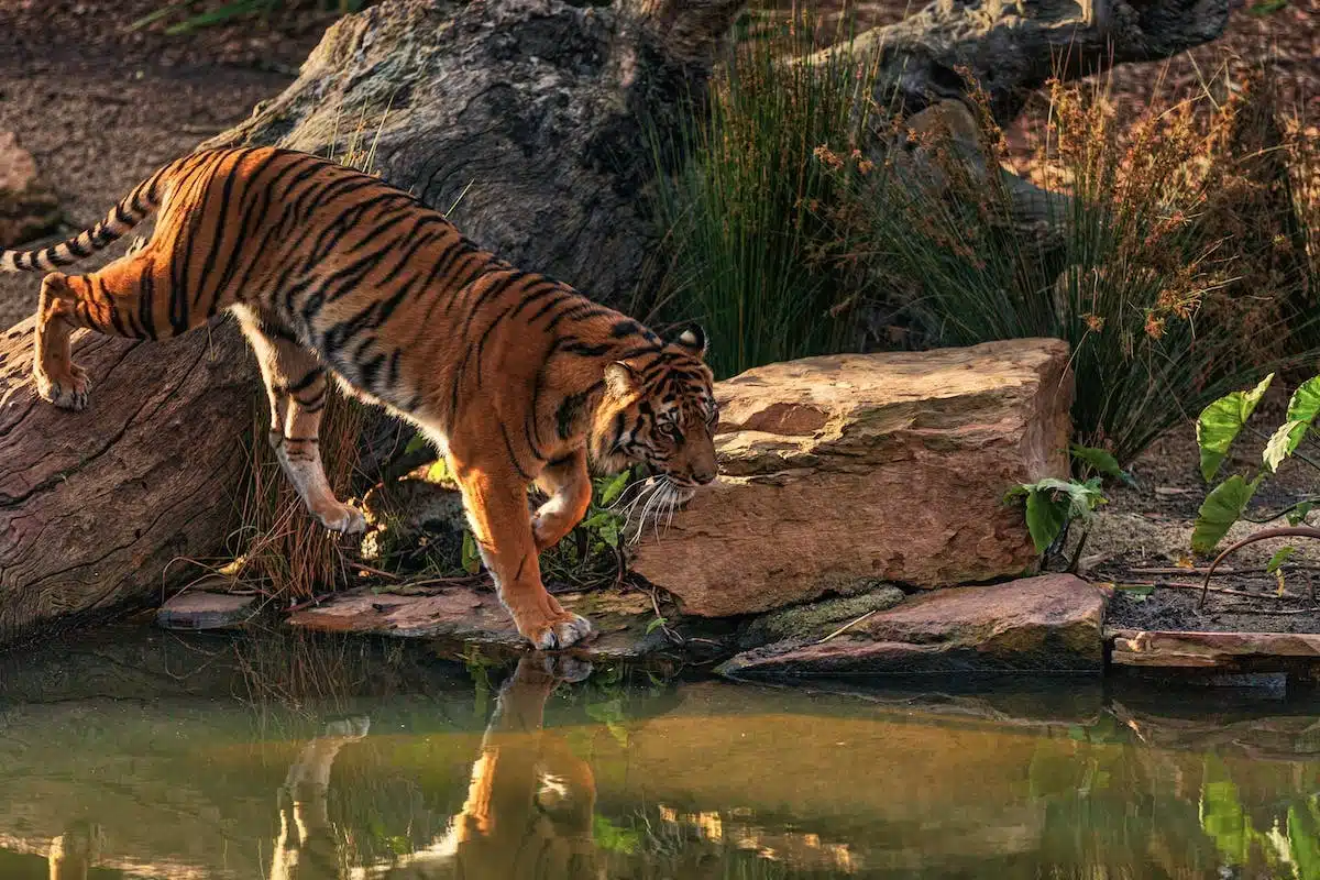 animaux légendaires