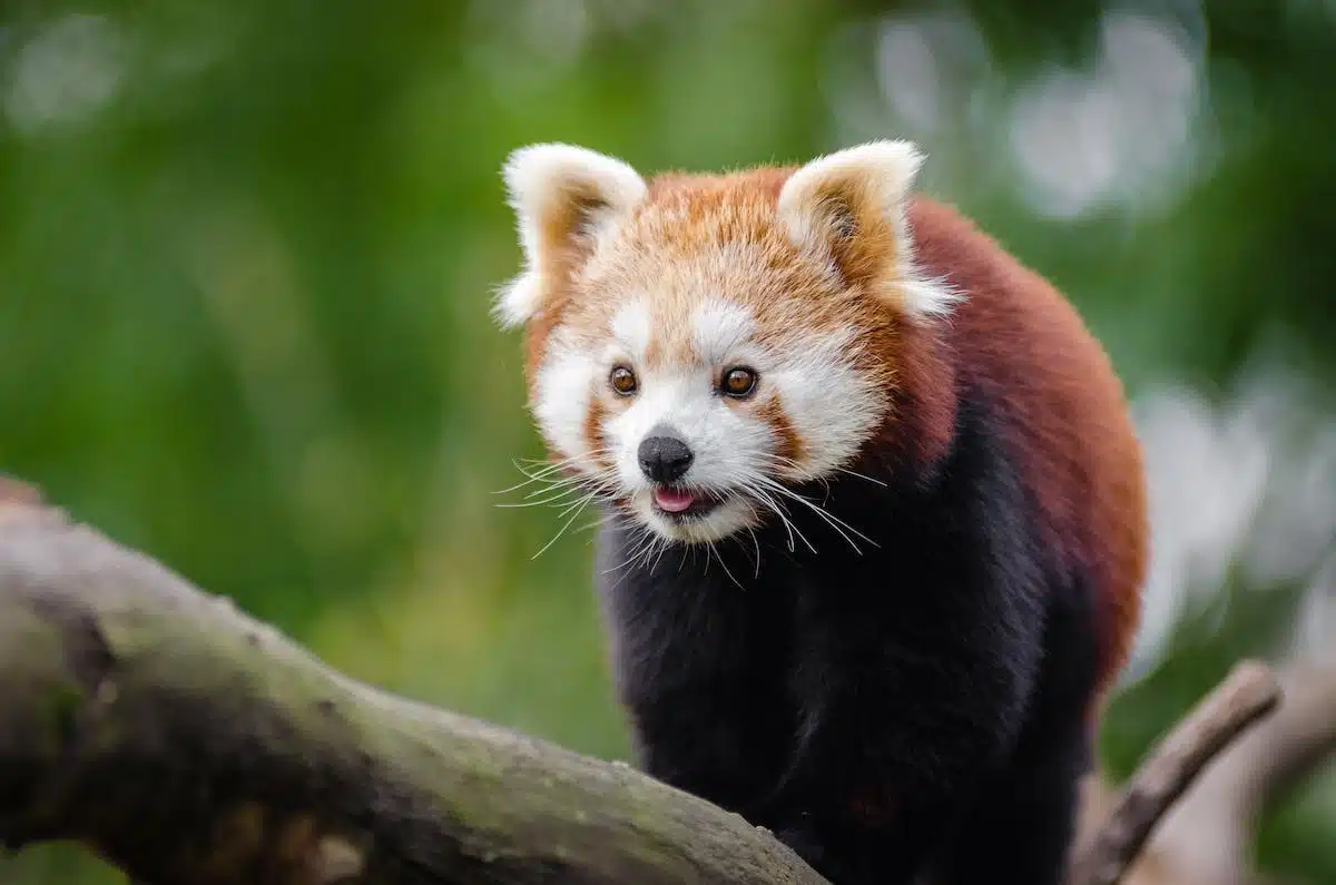 animaux inconnus