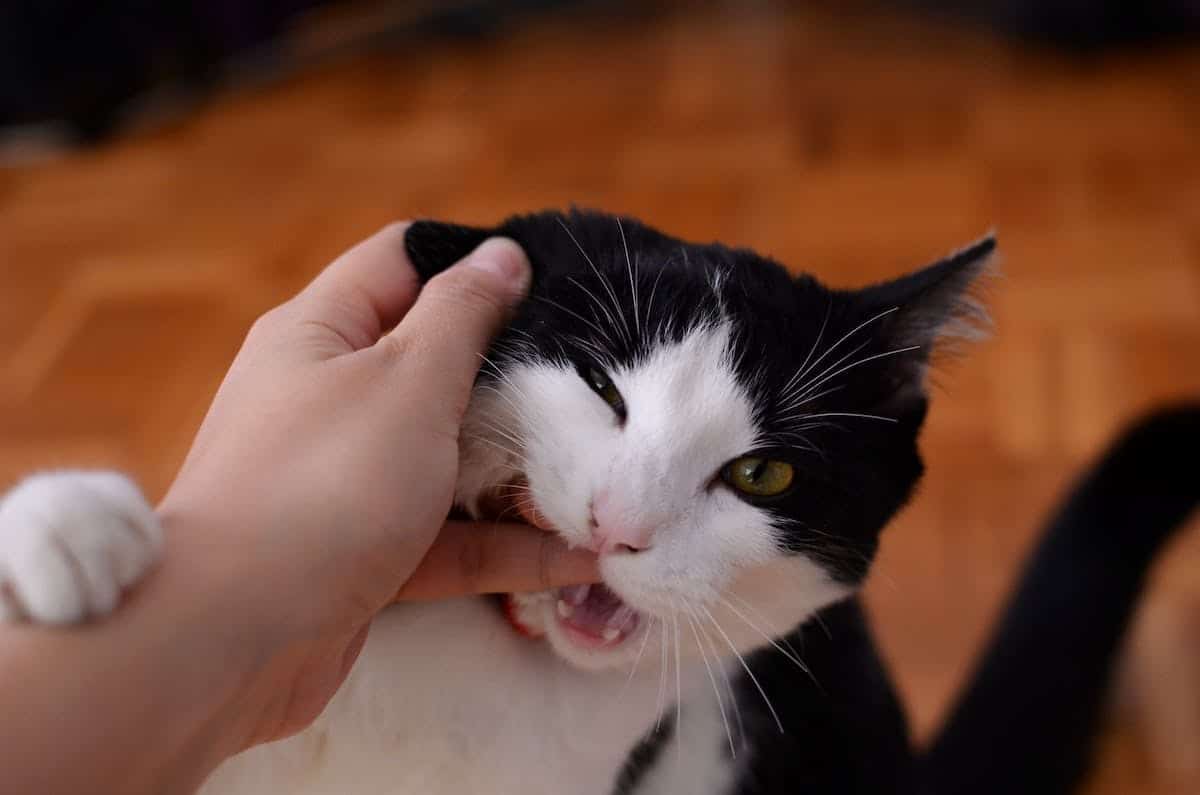chat  communication