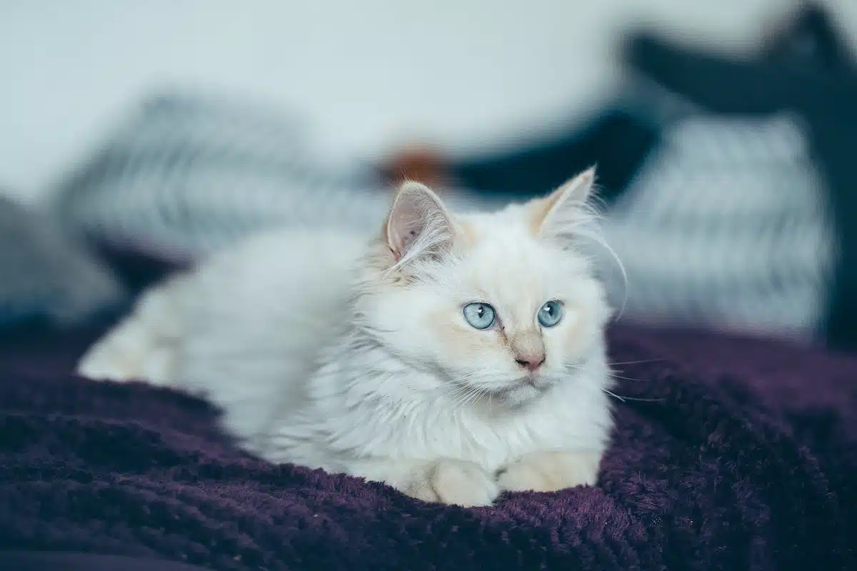 chat  apaisant