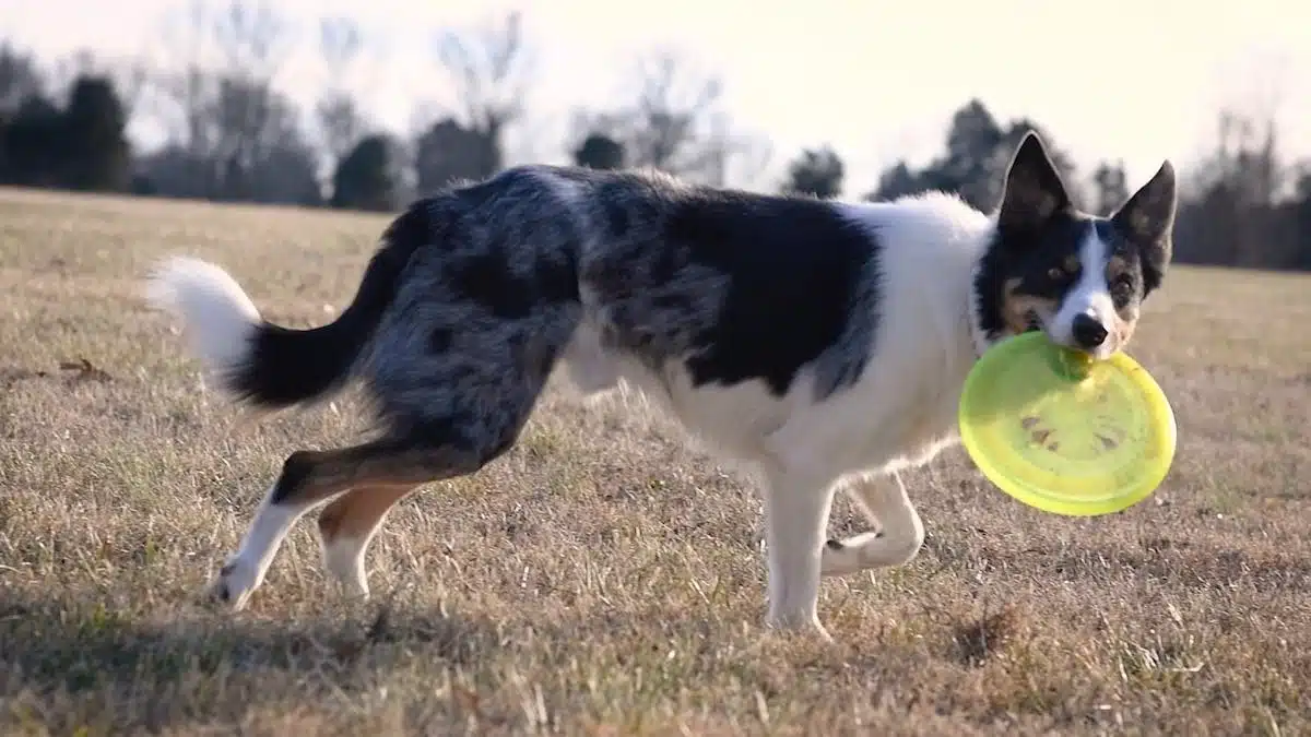 sport canin