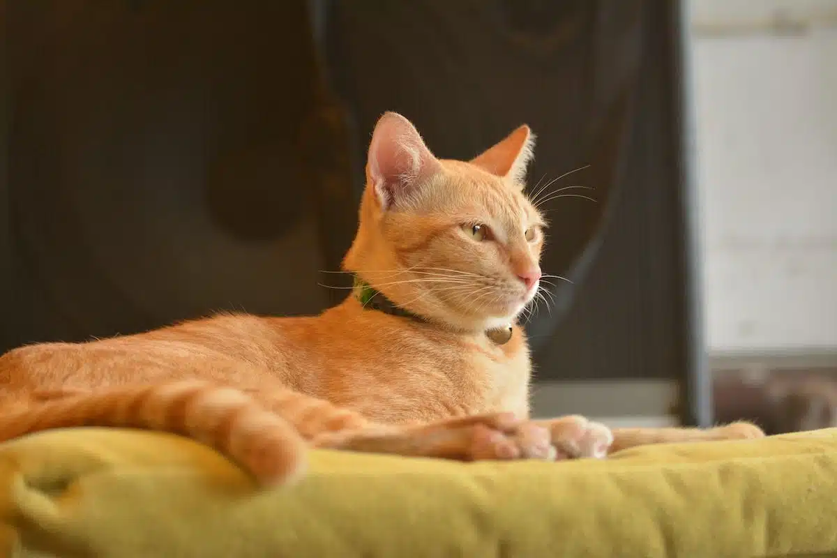 chat  maison