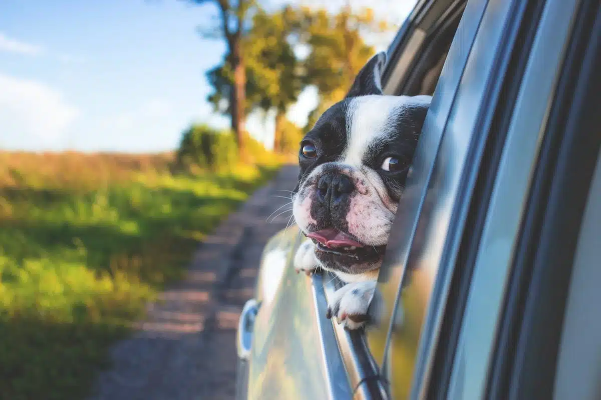 chien  voiture