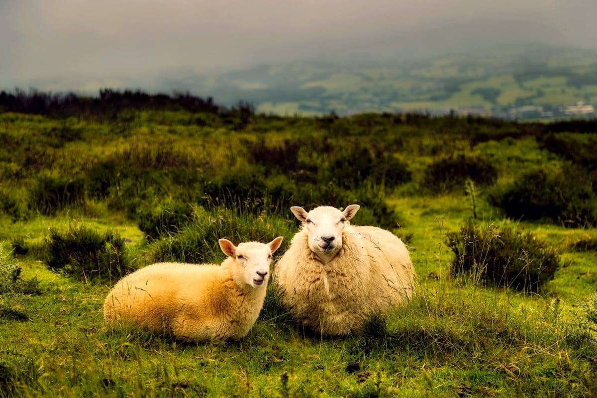 animaux  environnement