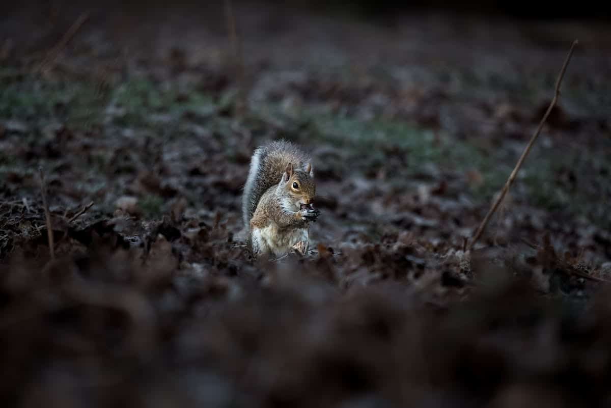 animaux hibernation