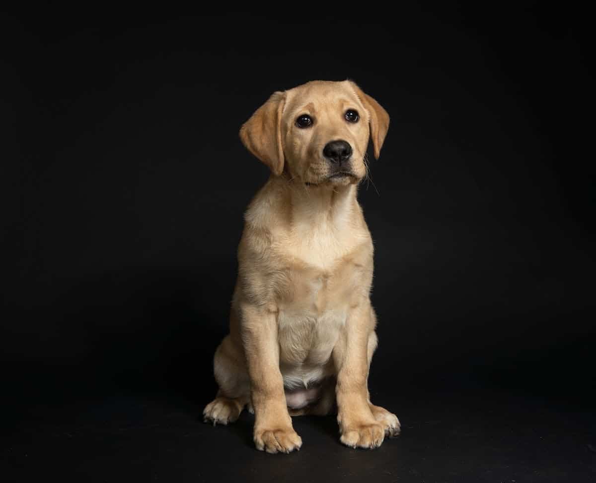 chien  race