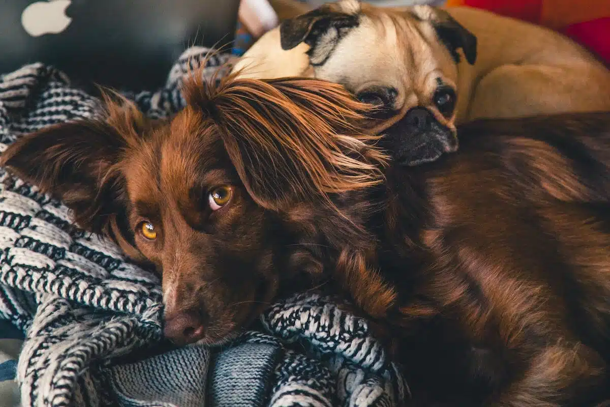 chien assurance