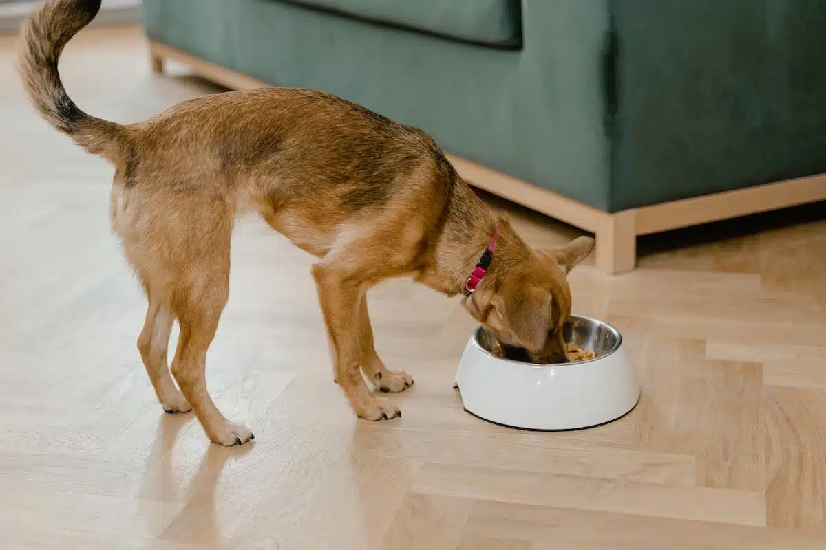 chien  alimentation