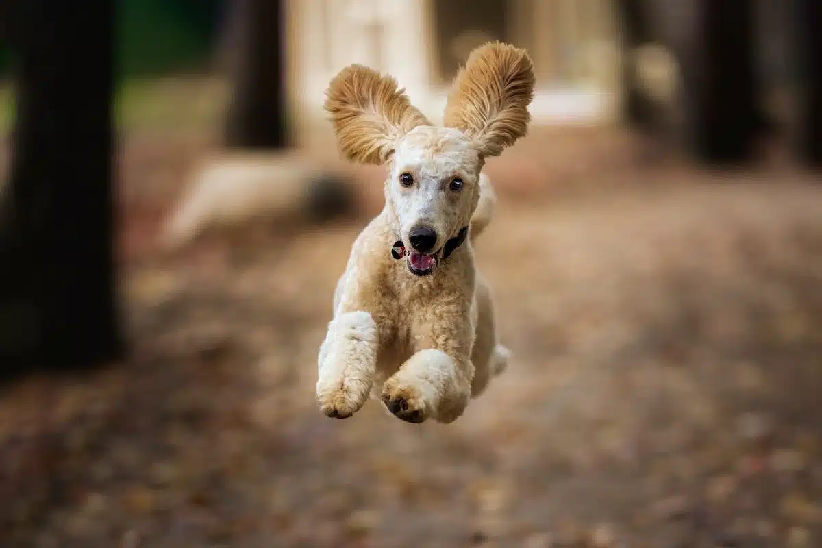 chien  récompense