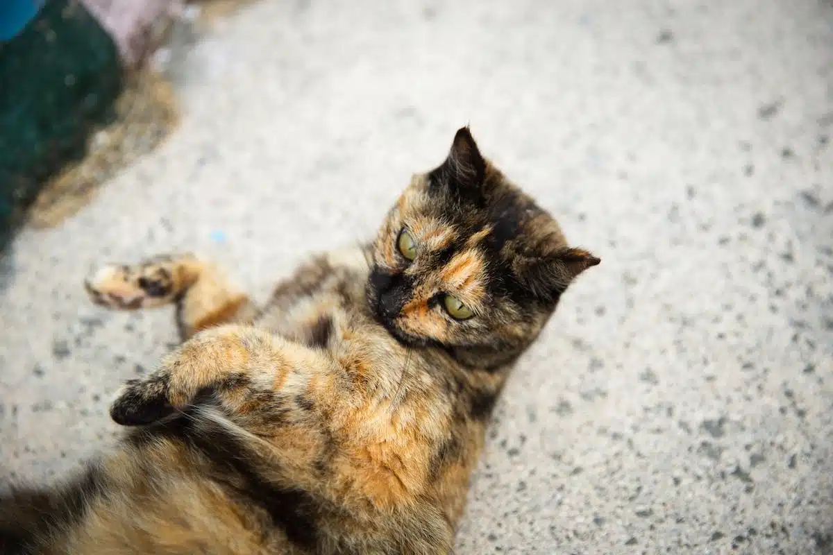 chat  ludique