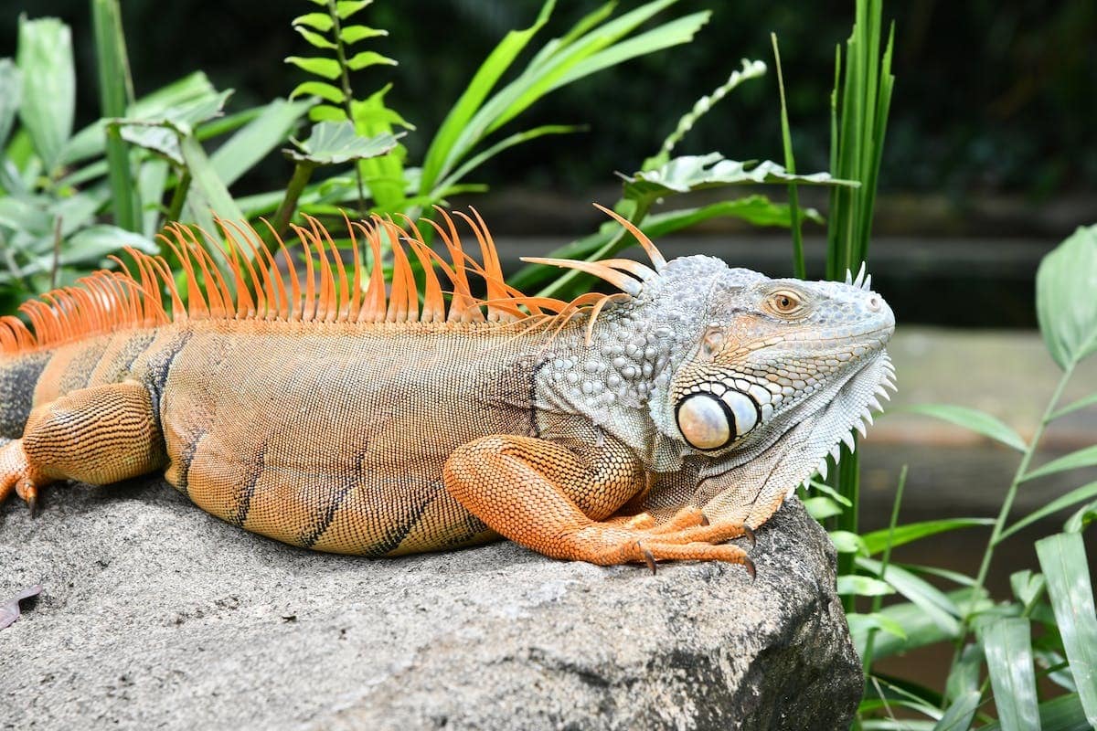 reptile domestique