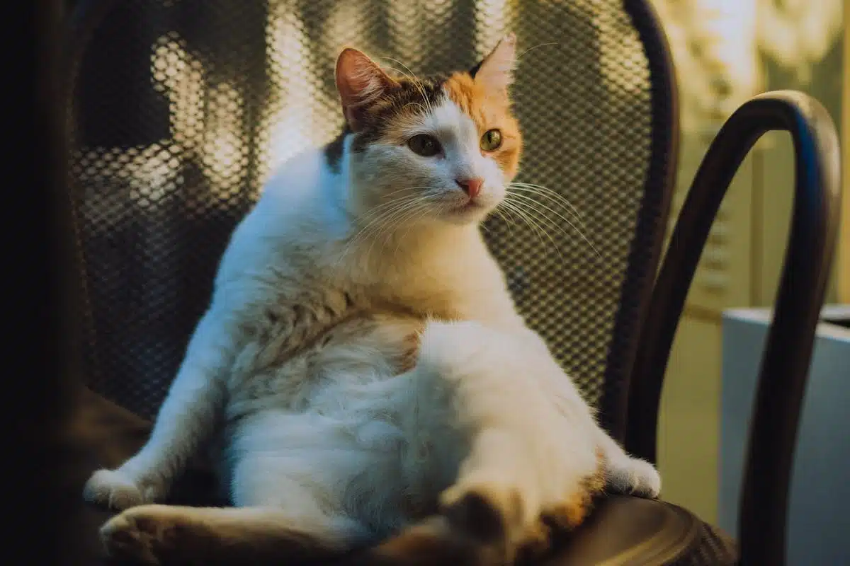 chat  soins