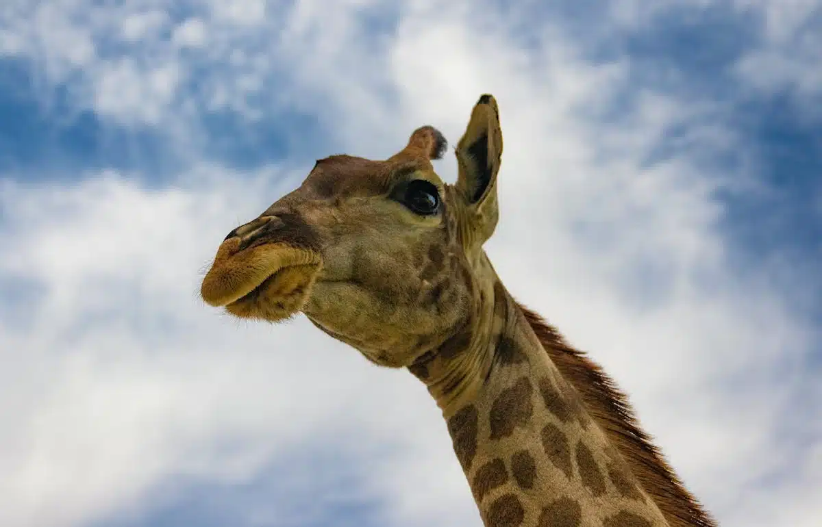 animaux disparition