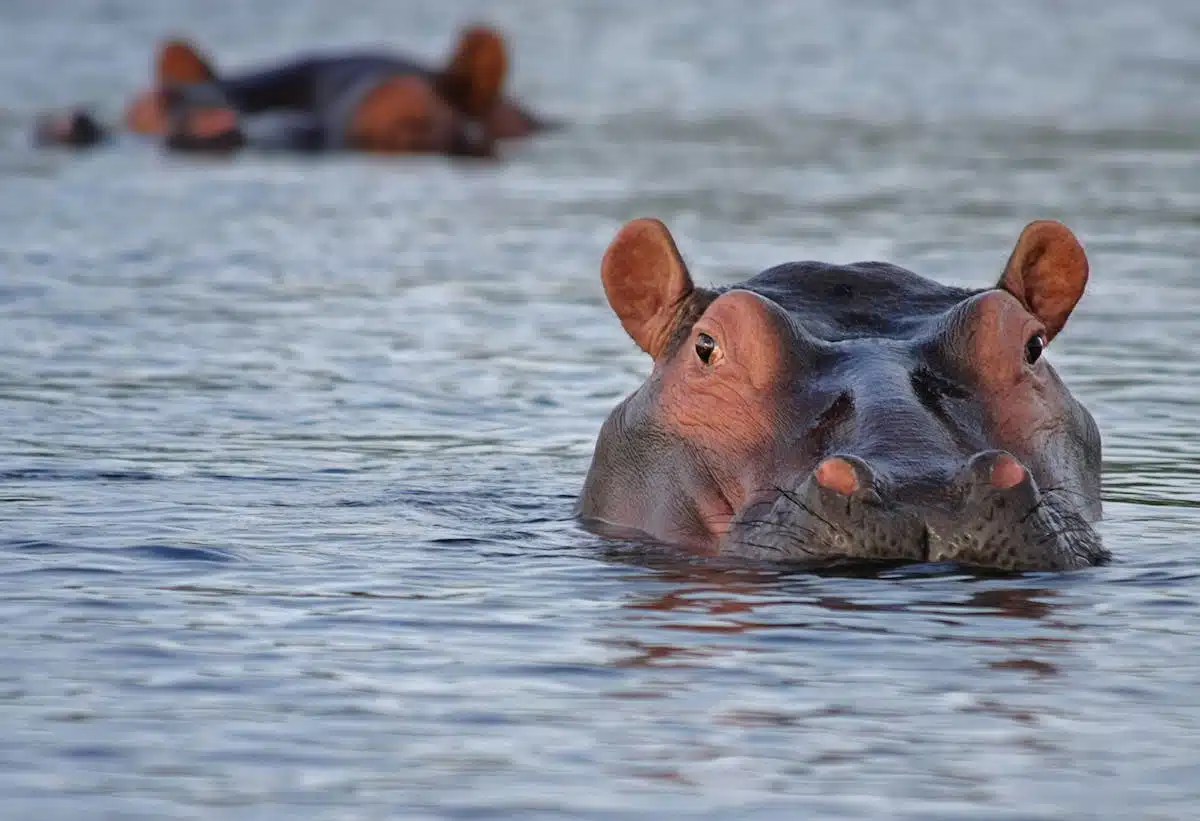 animaux extrêmes