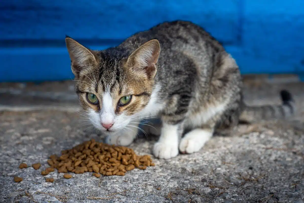 chat  alimentation