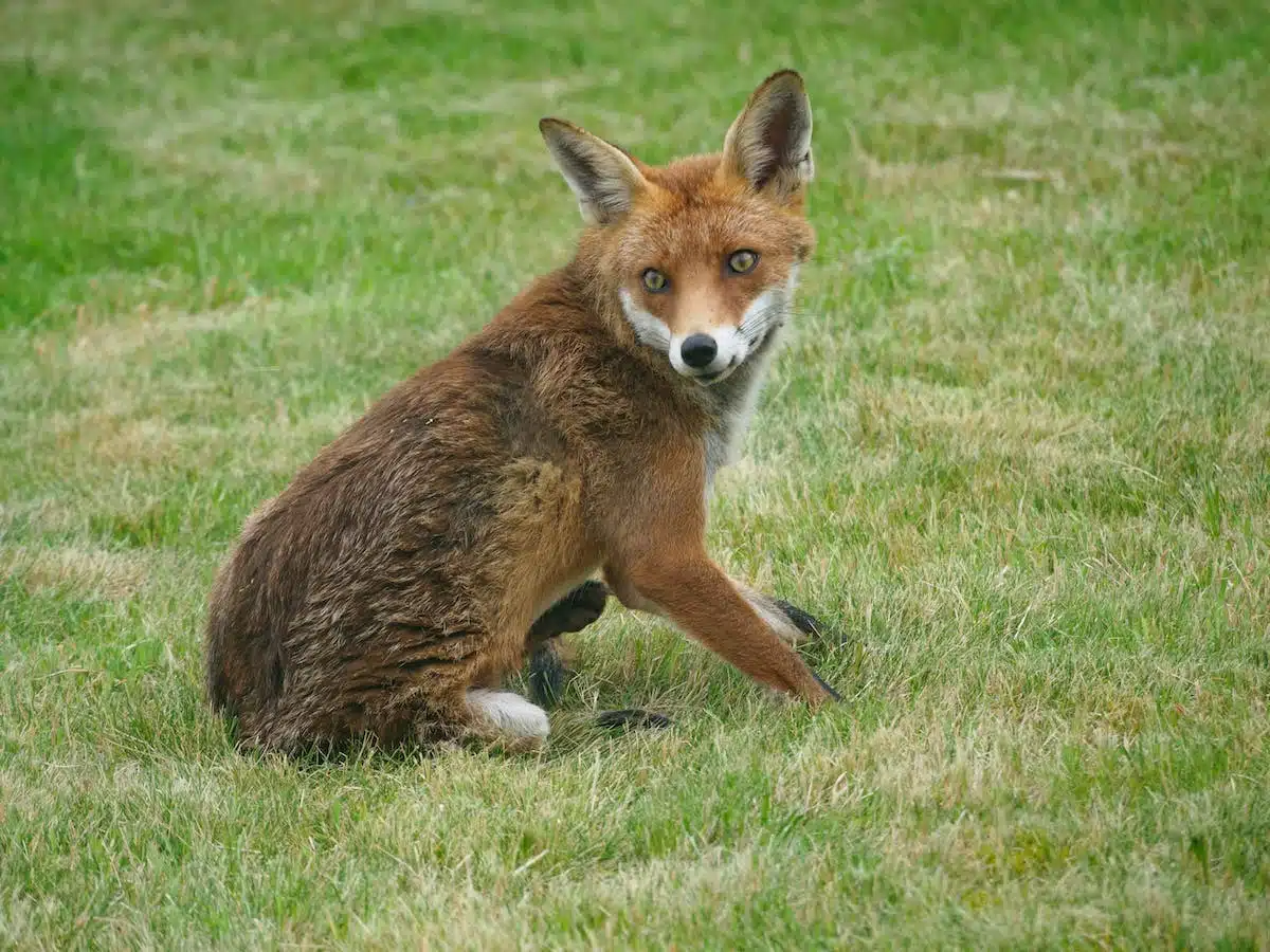 animaux véloces