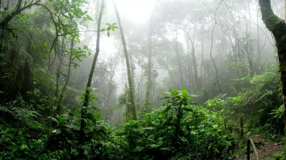 forêt tropicale