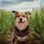 un chien dans un champ