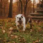 Les alternatives à l'euthanasie pour un chien mordant : quelles solutions existent ?