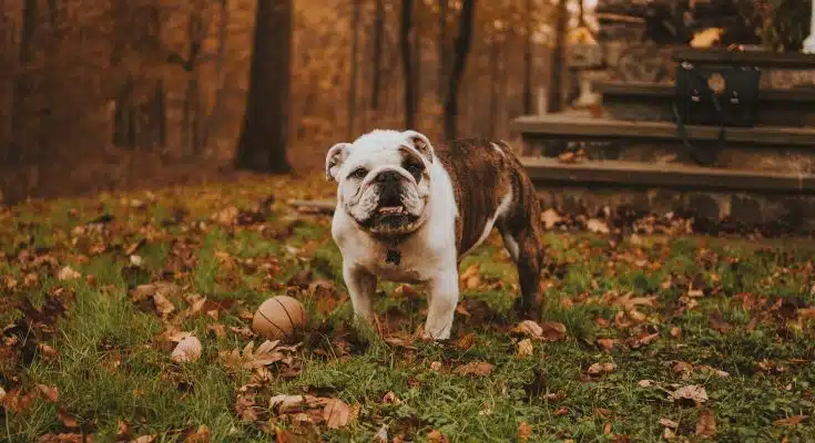Les alternatives à l'euthanasie pour un chien mordant : quelles solutions existent ?