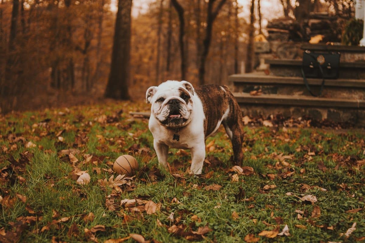 Les alternatives à l'euthanasie pour un chien mordant : quelles solutions existent ?