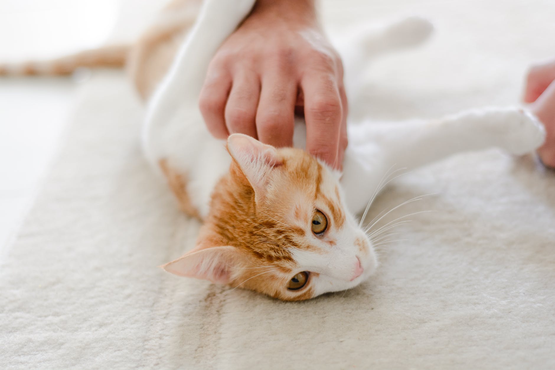 Tuer les puces sur un chat : quels anti-puces naturels utiliser 