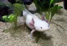 aquarium d’axolotl