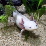 aquarium d’axolotl