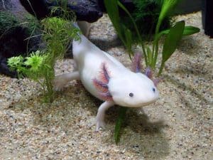 aquarium d’axolotl