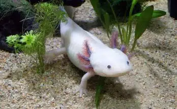 aquarium d’axolotl