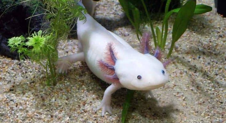 aquarium d’axolotl