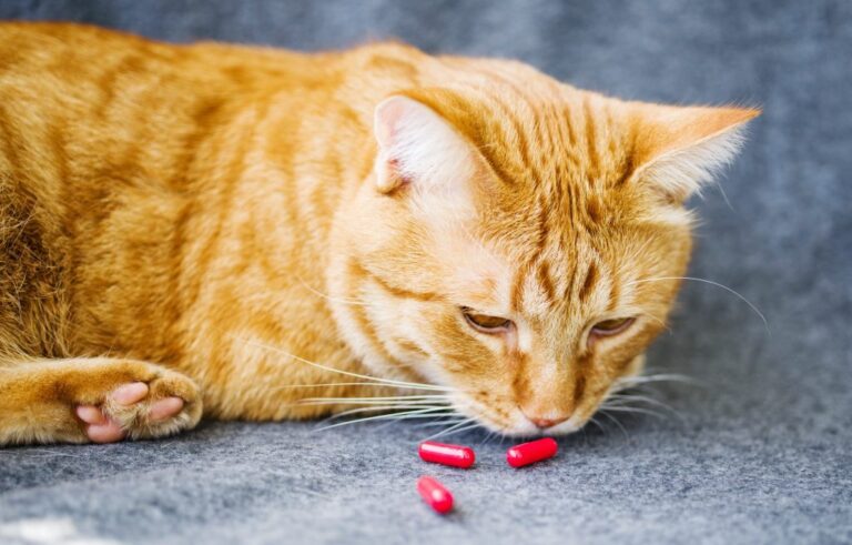 Chat Qui Pète Quand Il Est Content Quelle pilule pour chat ? - British & Co