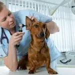 Comment choisir l’assurance de votre chien