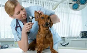 Comment choisir l’assurance de votre chien